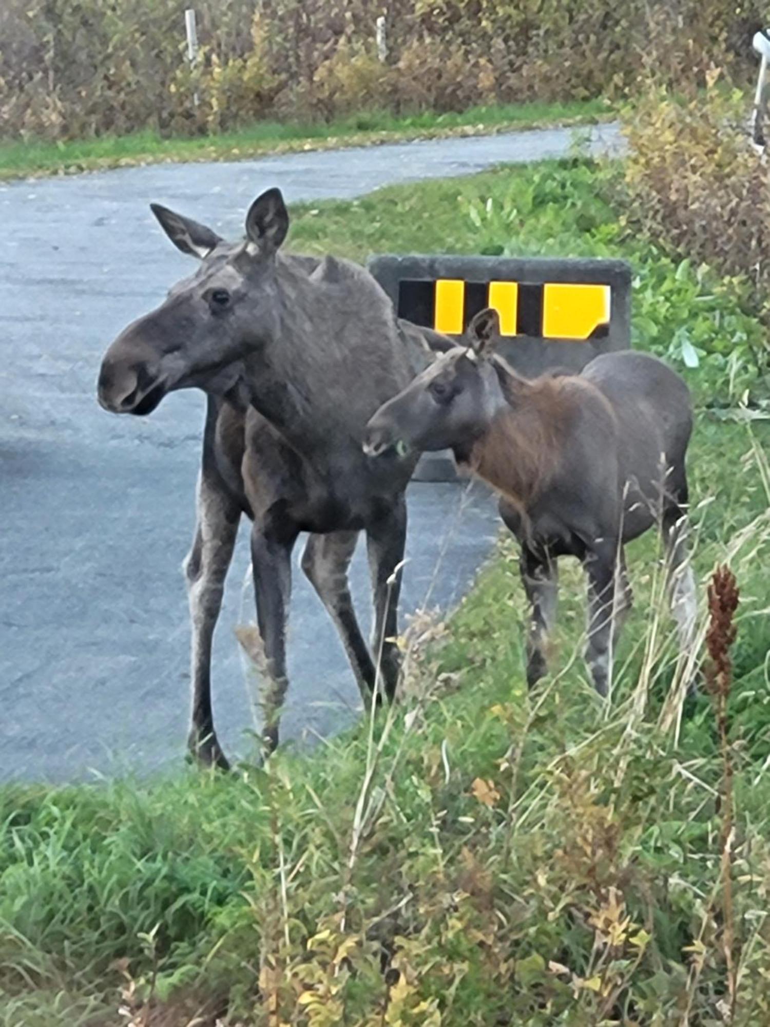 Sokkelleilighet Rett Ved Saltstraumen Bodø Esterno foto